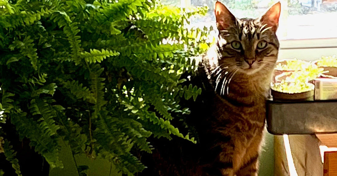Meet Mr. Moe: The Cat Who Started It All