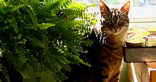 Meet Mr. Moe: The Cat Who Started It All